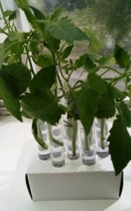 Root Tomato Cuttings for Fall Using Test Tubes Image